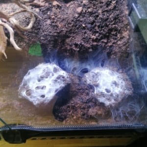 2x5 Monocentropus balfouri Gruppen