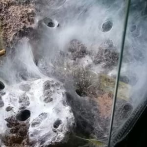 2x5 Monocentropus balfouri Gruppen wachsen zusammen