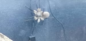 Monocentropus balfouri 202