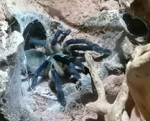Monocentropus balfouri blaue Jemen vogelspinne sokotra island
