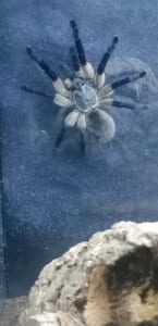 Monocentropus balfouri 20247