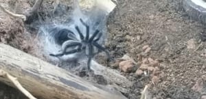 Monocentropus balfouri 2024