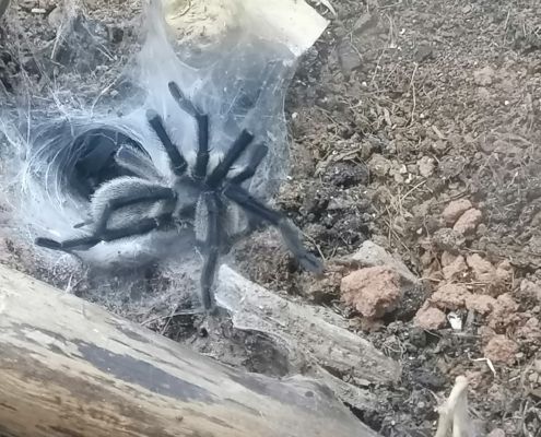 Monocentropus balfouri 2024