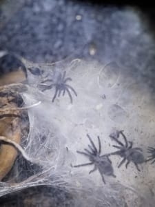 Monocentropus balfouri Vogelspinnen 2020-01