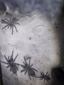 Blaue Jemen Vogelspinnen Nachwuchs