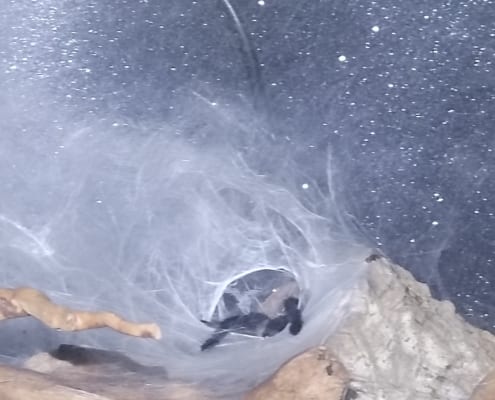 monocentropus-balfouri baby 1