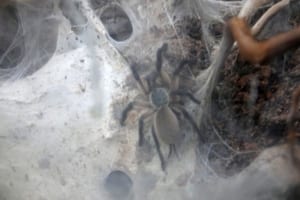 monocentropus-balfouri 2022