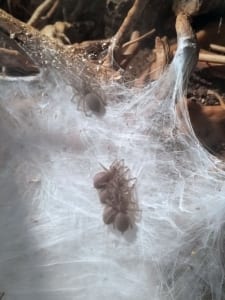 monocentropus-balfouri babys
