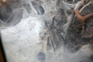 monocentropus-balfouri