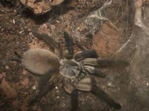 monocentropus balfouri