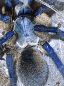 Monocentropus balfouri 2026