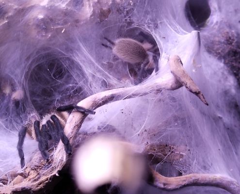 Blaue Jemen-Vogelspinne