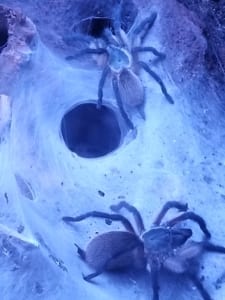 Die Blaue Jemen-Vogelspinne ist eine Spinne aus der Familie der Vogelspinnen