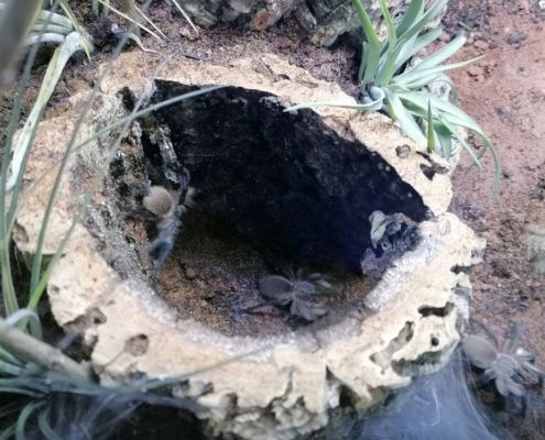 Gruppenhaltung Monocentropus balfouri Vogelspinnen