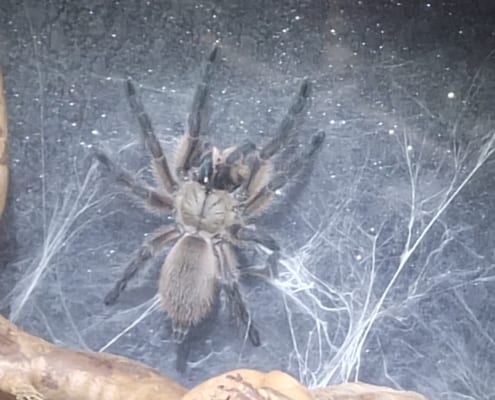 monocentropus-balfouri