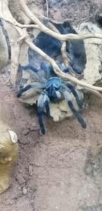 Monocentropus balfouri 2020