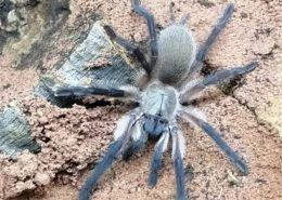 monocentropus balfouri