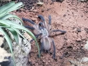 Monocentrops balfouri Vogelspinne mit Heimchen