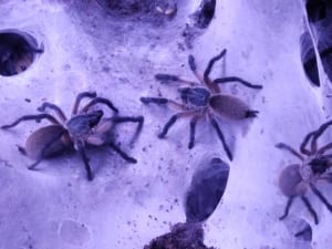 Monocentropus