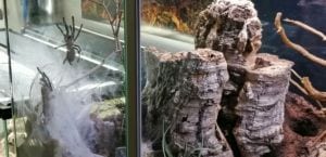 Monocentropus balfouri 0.0.2 von 0.0.8 Fresshaut 7 und 8