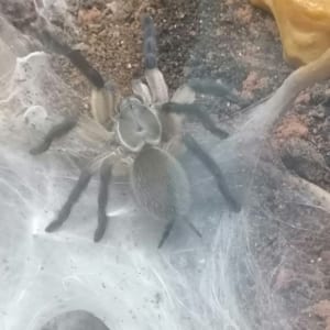 Monocentropus balfouri 0,1