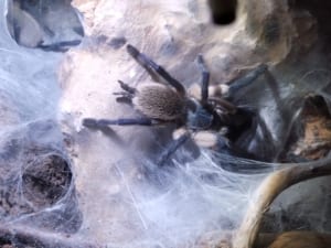 Monocentropus balfouri 0.2