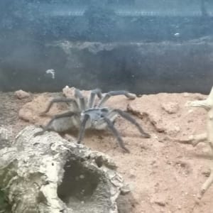 Monocentropus balfouri 1.0
