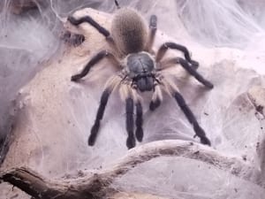 Monocentropus balfouri 202