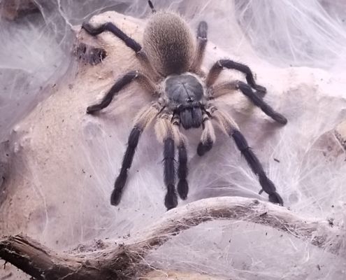 Monocentropus balfouri 202