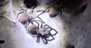 Monocentropus balfouri Gruppe