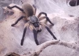 Monocentropus balfouri Weibchen