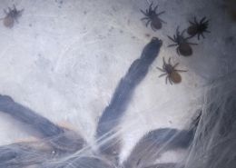 Monocentropus balfouri Babys 2