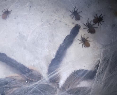 Monocentropus balfouri Babys 2