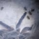 Monocentropus balfouri Babys 2