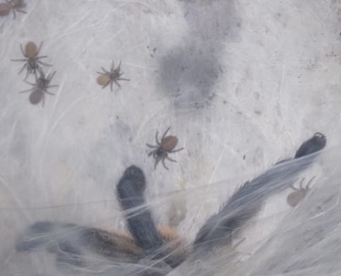 Monocentropus balfouri Babys