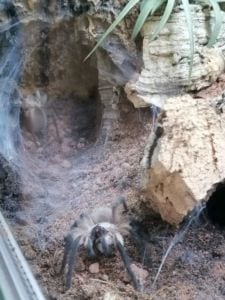 Monocentropus balfouri | Blaue Jemen Vogelspinne 0.0.2