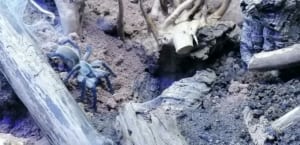 Monocentropus balfouri blaue Jemen Vogelspinne