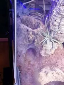 Monocentropus balfouri | Blaue Jemen Vogelspinne | Bau von 7 0.0.1 Spinnen