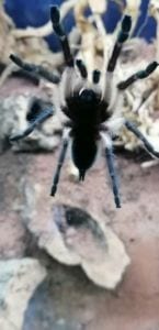 Monocentropus balfouri | Blaue Jemen Vogelspinne Fresshaut7