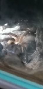 Monocentropus balfouri Blick in die Wohnröhre