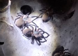 Monocentropus balfouri Gruppe
