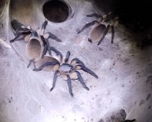 Monocentropus balfouri Gruppe 3