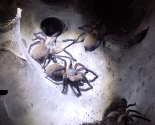 Monocentropus balfouri Gruppe