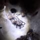 Monocentropus balfouri Gruppe