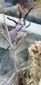 Monocentropus balfouri junge Vogelspinne