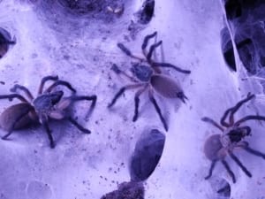 Monocentropus balfouri Juveline vogelspinnen