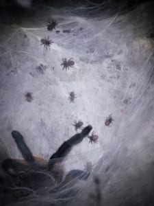 Monocentropus balfouri Nachwuchs