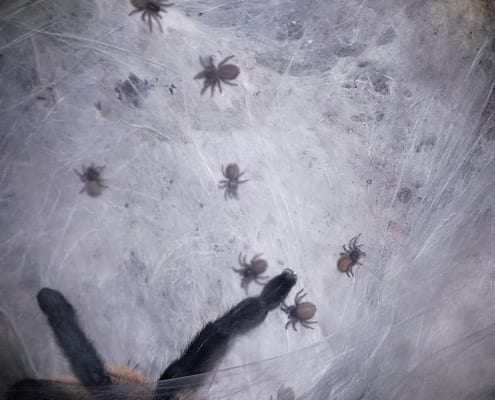 Monocentropus balfouri Nachwuchs