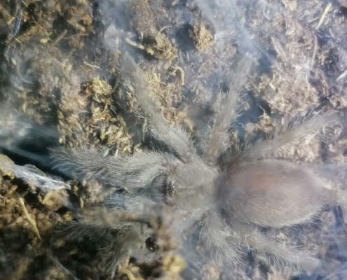 Monocentropus balfouri Nachwuchs