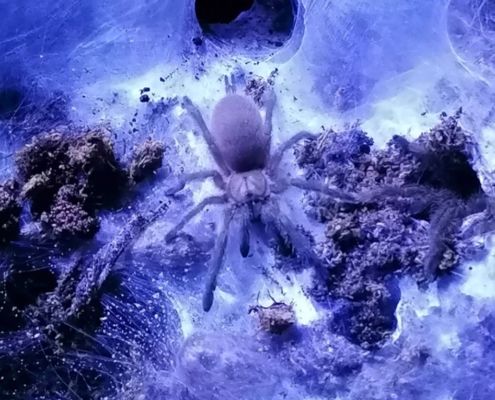 Monocentropus balfouri Spiderling